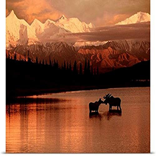 GREATBIGCANVAS Entitled Moose Kissing in Wonder Lake Denali NP Digital Composite Poster Print  36 x 24  Multicolor
