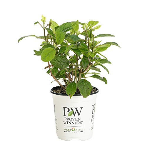 4-5 in- qt- Invincibelle Ruby Smooth Hydrangea  Live Shrub  Red and Pink Flowers