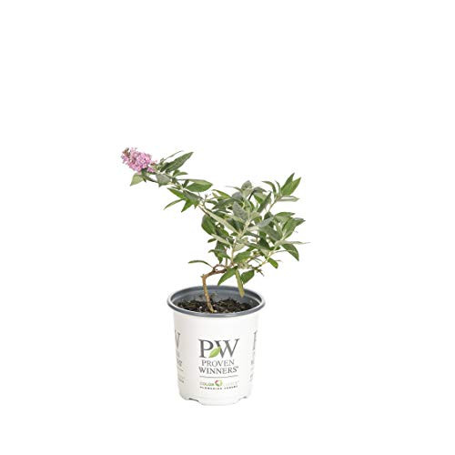 Pugster Pink Butterfly Bush -Buddleia- Live Shrub Pink Flowers 4-5 in- Quart Pugster Pink Butterfly Bush -Buddleia- Live Shrub Pink Flowers 4-5 in- Quart