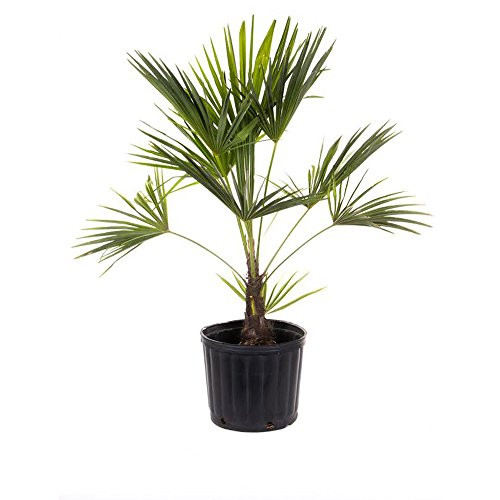 AMPLEX Windmill Palm Tree-Cold Hardy 2ft Planted Height Live, 3 Gallon