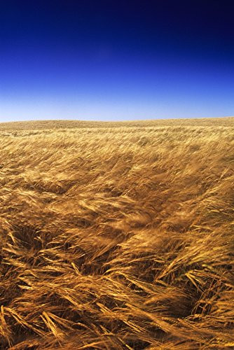 Posterazzi Ripening Wind-Blown Barley Tiger Hills Manitoba Poster Print  -11 x 17-