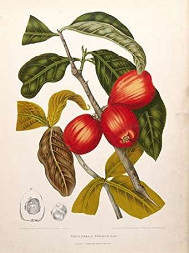 Rose Apple fruiting Poster Print by Madame Van Nooten -9 x 12-