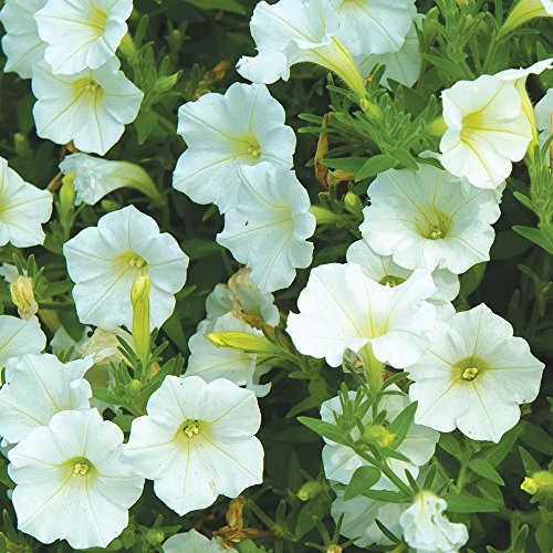 Burpee Shock Wave Coconut Hybrid Petunia Seeds 10 seeds