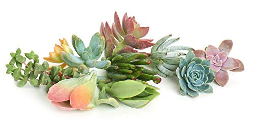 Shop Succulents - Assorted Live  Hand Selected Pack Succulents  All Cuttings are of Unique Varieties - Collection of 10
