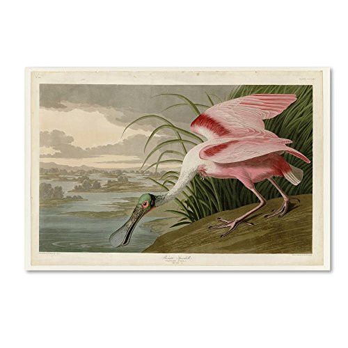 Trademark Fine Art Roseate Spoonbill by John James Audobon, 22x32-Inch Canvas Wall Art