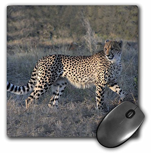 3dRose LLC 8 x 8 x 0-25 Inches South African Cheetah Trotting Side View Mouse Pad -mp-20112-1-