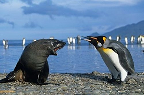 Posterazzi South Georgia St Andrews Bay King Penguins Fur Seal Poster Print by Paul Souders  -24 x 15-