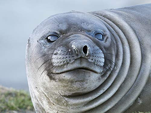 Posterazzi PDDAN02MZW0153 Southern Elephant Seal  weaned pup on Beach- South Georgia Island Photo Print  18 x 24  Multi