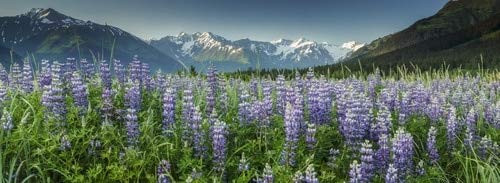 Summer landscape of Lupine flowers along Turnagain Arm with Chugach Mountains in background near Girdwood Alaska Poster Print -36 x 13-
