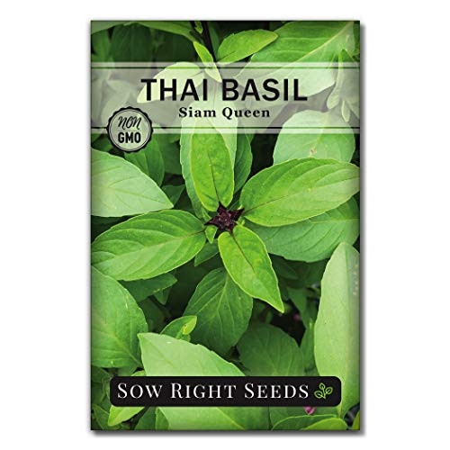Sow Right Seeds - Sweet Large Leaf Thai Basil Seed for Planting Non-GMO Heirloom Seeds Instructions to Plant and Grow a Kitchen Herb Garden Indoors Sow Right Seeds - Sweet Large Leaf Thai Basil Seed for Planting Non-GMO Heirloom Seeds Instructions to Plant and Grow a Kitchen Herb Garden Indoors