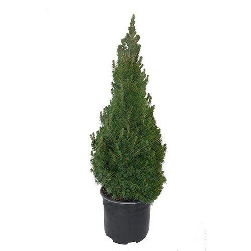 Shrub Dwarf Alberta Spruce  3 Gallon  Green