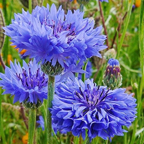 Non GMO Bulk Cornflower-Bachelor Button Seeds - Tall Blue Centaurea cyanus -1-4 Lb- 22 500 Seeds