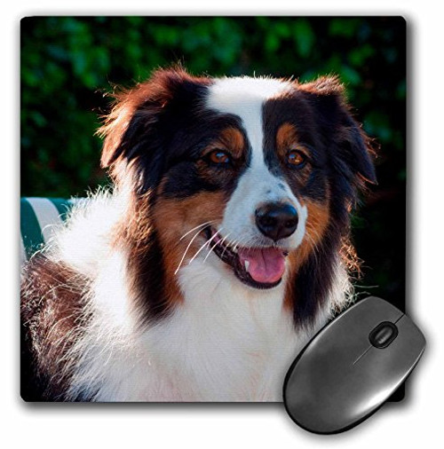 3D RoseAustralian Shepherd Outdoor Matte Finish Mouse Pad - 8 x 8 - mp-230317-1 3D RoseAustralian Shepherd Outdoor Matte Finish Mouse Pad - 8 x 8 - mp-230317-1