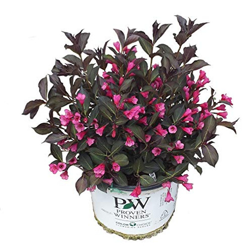 Premier Plant Solutions 10815 Proven Winners Weigela Wine and Roses Flowering Shrub  3 Gallon