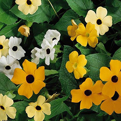 Outsidepride Thunbergia Flower Seed Mix - 100 Seeds