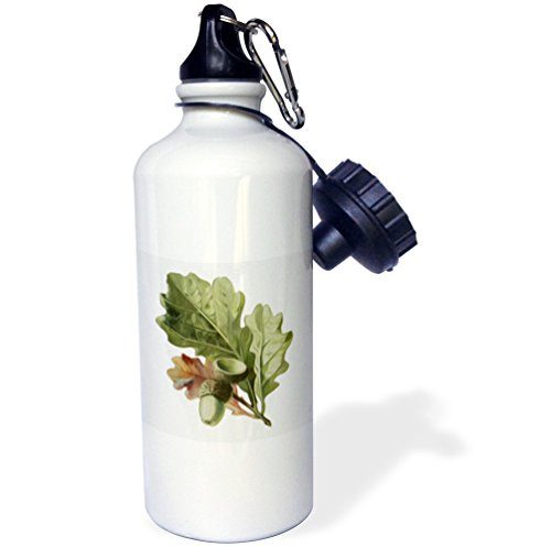 3dRose Vintage Oak Leaves And Acorns Digital Nature Oil Painting Sports Water Bottle  21 oz  White