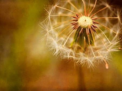 Posterazzi Waiting for Wind Poster Print by Roberta Murray  -9 x 12-