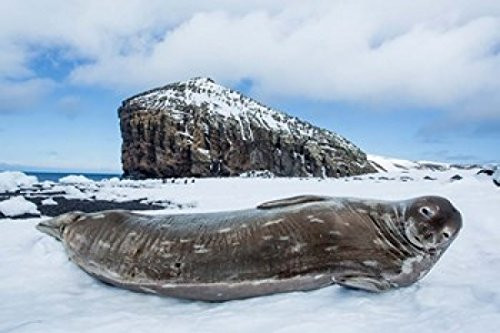 Posterazzi Weddell Seal resting on Deception Island Antarctica Poster Print by Paul Souders  -19 x 13-