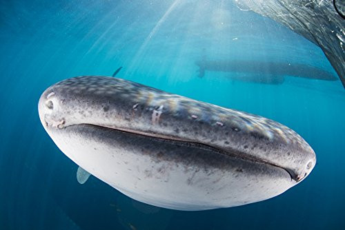 Posterazzi Whale shark swimming under a boat with sharp sunrays cutting through the water Cenderawasih Bay West Papua Indonesia Poster Print -17 x 11 Posterazzi Whale shark swimming under a boat with sharp sunrays cutting through the water Cenderawasih Bay West Papua Indonesia Poster Print -17 x 11