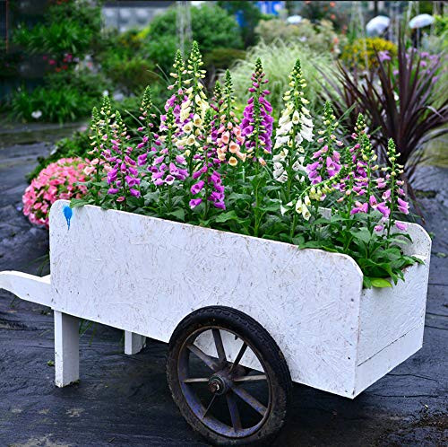 Foxglove Flower Seeds 30pcs Organic Easy to Grow Digitalis Purpurea Foxgloves Seeds for Home Garden Outdoor Yard Farm Planting