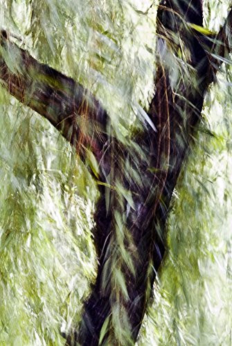 Posterazzi China Beijing Impressionistic Wind Blown Tree- Poster Print  -11 x 17-