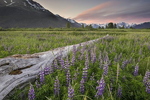 Posterazzi DPI12291251 Field of Arctic Lupine near the Turnagain Arm south of Girdwood Alaska- Poster Print  19 x 12