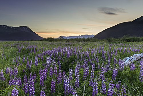 Posterazzi DPI12291252 Field of Arctic Lupine near the Turnagain Arm south of Girdwood Alaska- Poster Print  19 x 12