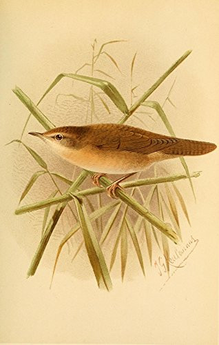 Posterazzi Birds of The British Islands 1885 Warbler Savis Poster Print by John G- Keulemans  -18 x 24-  Varies