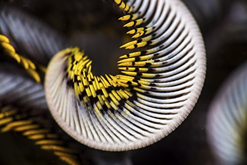 Posterazzi Poster Print Collection the Curled Arm of a Crinoid Anilao Philippines Brook Peterson-Stocktrek Images  -17 x 11-  Multicolored