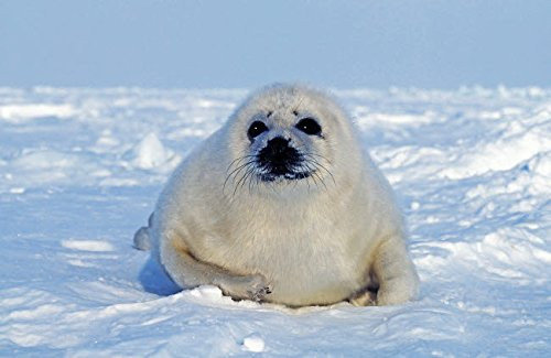 Posterazzi Poster Print Collection a Young Harp Seal Laying on Ice Canada Vwpics-Stocktrek Images -17 x 11- Varies Posterazzi Poster Print Collection a Young Harp Seal Laying on Ice Canada Vwpics-Stocktrek Images -17 x 11- Varies