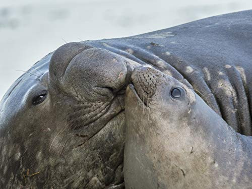 Posterazzi PDDAN02MZW0170 Southern Elephant Seal  Bull and Female on Beach- South Georgia Island Photo Print  18 x 24  Multi