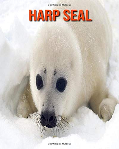 Harp Seal Amazing Facts about Harp Seal