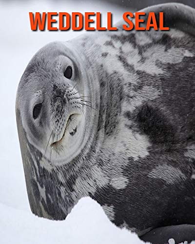 Weddell Seal Amazing Facts about Weddell Seal