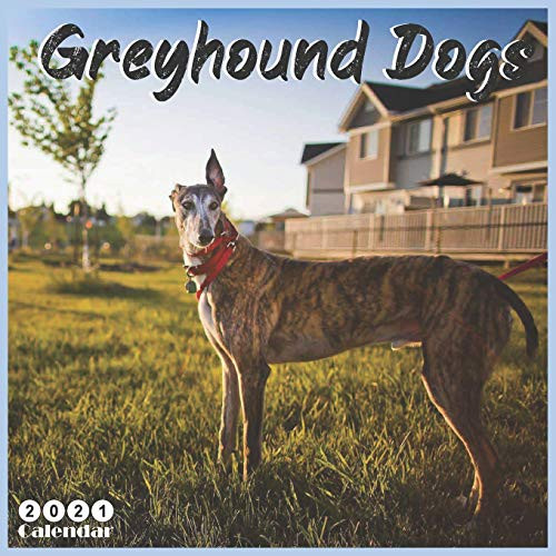 Greyhound Dogs 2021 Calendar Official Dog Breed Wall Calendar 2021  18 Months