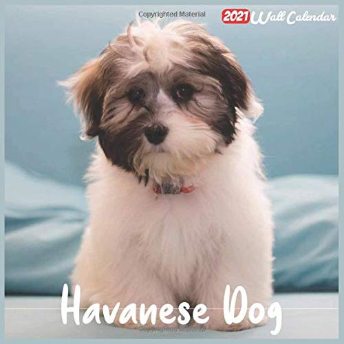 Havanese Dog 2021 Wall Calendar Official Havanese Dog Calendar 2021  18 Months