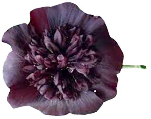 Double Black Hollyhock Seeds (Alcea Rosea) 50 Seeds UPC 600188191479 + 2 Plant Markers Double Black Hollyhock Seeds (Alcea Rosea) 50 Seeds UPC 600188191479 + 2 Plant Markers
