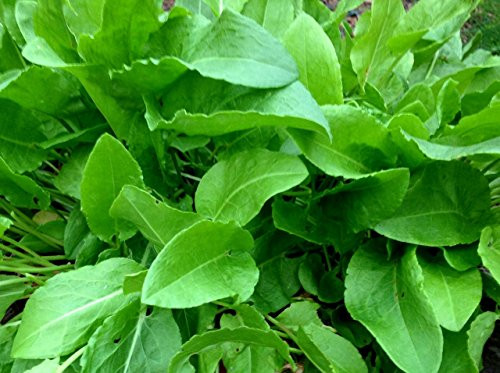 400 French Sorrel Seeds- Heirloom Lettuce Herb- by Ohio Heirloom Seeds