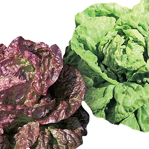 Park Seed Butterhead Blend Lettuce Seeds