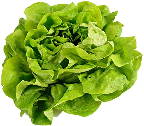 Buttercrunch Lettuce Seeds for Planting  Vegetable Seeds for Planting Outdoor Home Gardens  Heirloom   Non-GMO  Planting Instructions Included