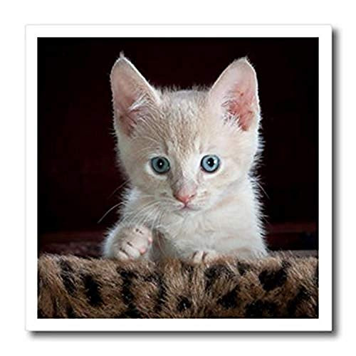 3D Rose Image of Adorable White Kitten Portrait On Fur Iron On Heat Transfer 8 x 8