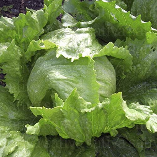 Iceberg Lettuce Garden Seeds 2500 Heirloom Seeds Per Packet Non GMO Seeds Iceberg Lettuce Garden Seeds 2500 Heirloom Seeds Per Packet Non GMO Seeds