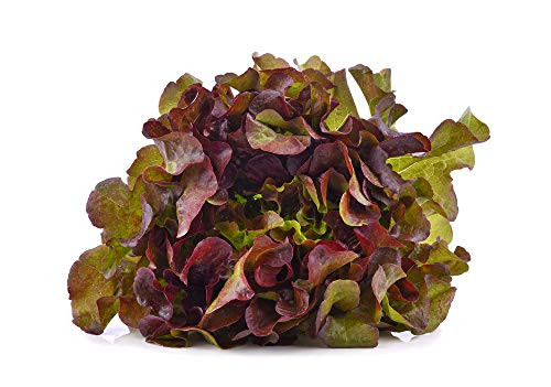 Cimmaron Romaine Lettuce Seeds 1000 Heirloom Seeds Per Packet Non GMO Seeds Cimmaron Romaine Lettuce Seeds 1000 Heirloom Seeds Per Packet Non GMO Seeds