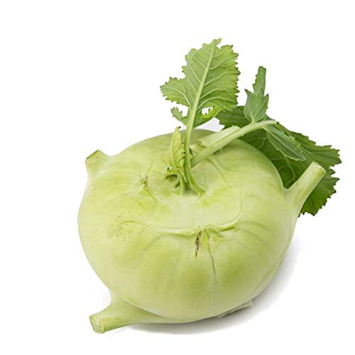 Kohlrabi Heirloom Seeds 1000Vienna and Early White Vienna Brassica oleracea for Home Garden Yards Planting Kohlrabi Heirloom Seeds 1000Vienna and Early White Vienna Brassica oleracea for Home Garden Yards Planting