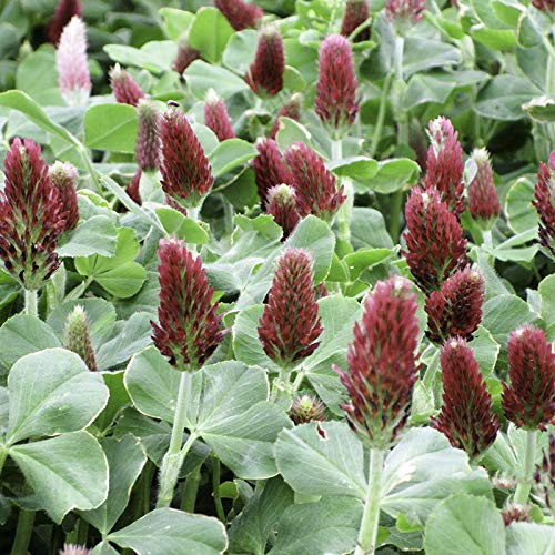 Crimson Clover Flower Seeds 1500 Premium Heirloom Seed 90 Germination Rates Beautiful Bright Popular Choice Islas Garden Seeds Highest Quality Seeds Crimson Clover Flower Seeds 1500 Premium Heirloom Seed 90 Germination Rates Beautiful Bright Popular Choice Islas Garden Seeds Highest Quality Seeds