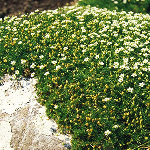 Outsidepride Pelleted Irish Moss Ground Cover Plant Seed - 2500 Seeds