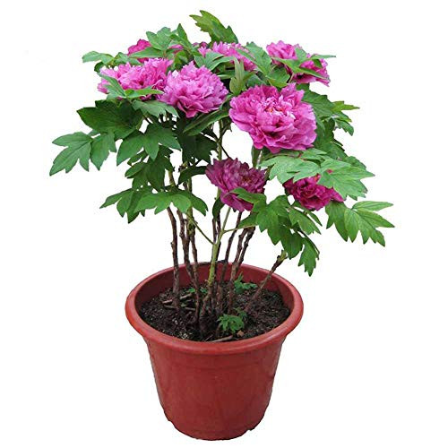 Peony Flower Seeds-20Pcs Chinese Peony FlowerTree PeonyPaeonia Suffruticosa Shrub Seeds for Garden Home Balcony Fences Yard Decoration Flowers Plants Pink Peony Seeds Peony Flower Seeds-20Pcs Chinese Peony FlowerTree PeonyPaeonia Suffruticosa Shrub Seeds for Garden Home Balcony Fences Yard Decoration Flowers Plants Pink Peony Seeds