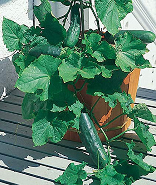 Davids Garden Seeds Cucumber Slicing Spacemaster 9321 Green 50 Non-GMO Heirloom Seeds Davids Garden Seeds Cucumber Slicing Spacemaster 9321 Green 50 Non-GMO Heirloom Seeds
