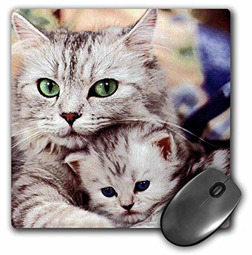 3dRose LLC 8 x 8 x 0.25 Inches Mouse Pad, Cats (mp_304_1)