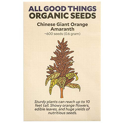 Chinese Giant Orange Amaranth Seeds ~600 Certified Organic Non-GMO Heirloom Open Pollinated Seeds from The United States