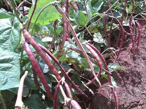 60pcs Top Pick Pinkeye Purple Hull Southern Pea Cowpea Garden Seeds
